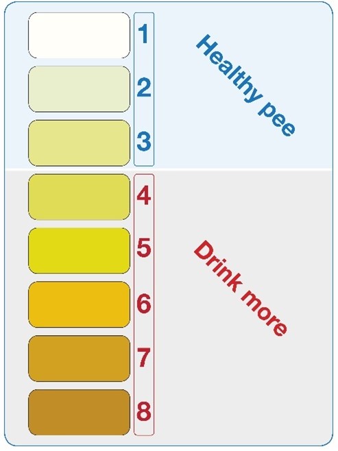 Infographic showing the different colours of urine and how these relate to dehydration. 