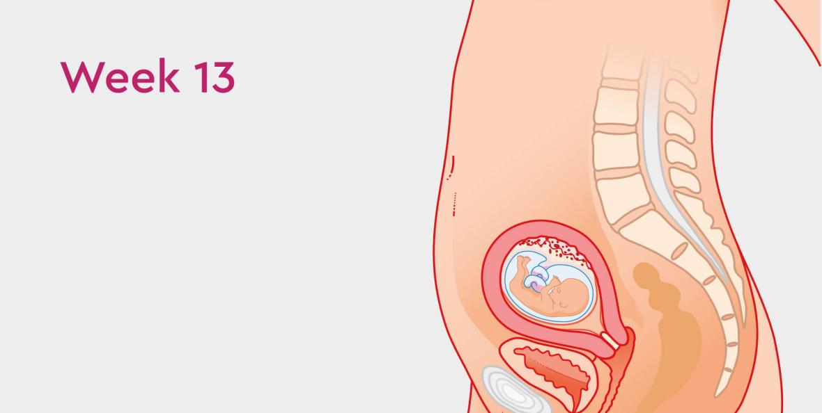 Everything you need to know about the second trimester: weeks 13