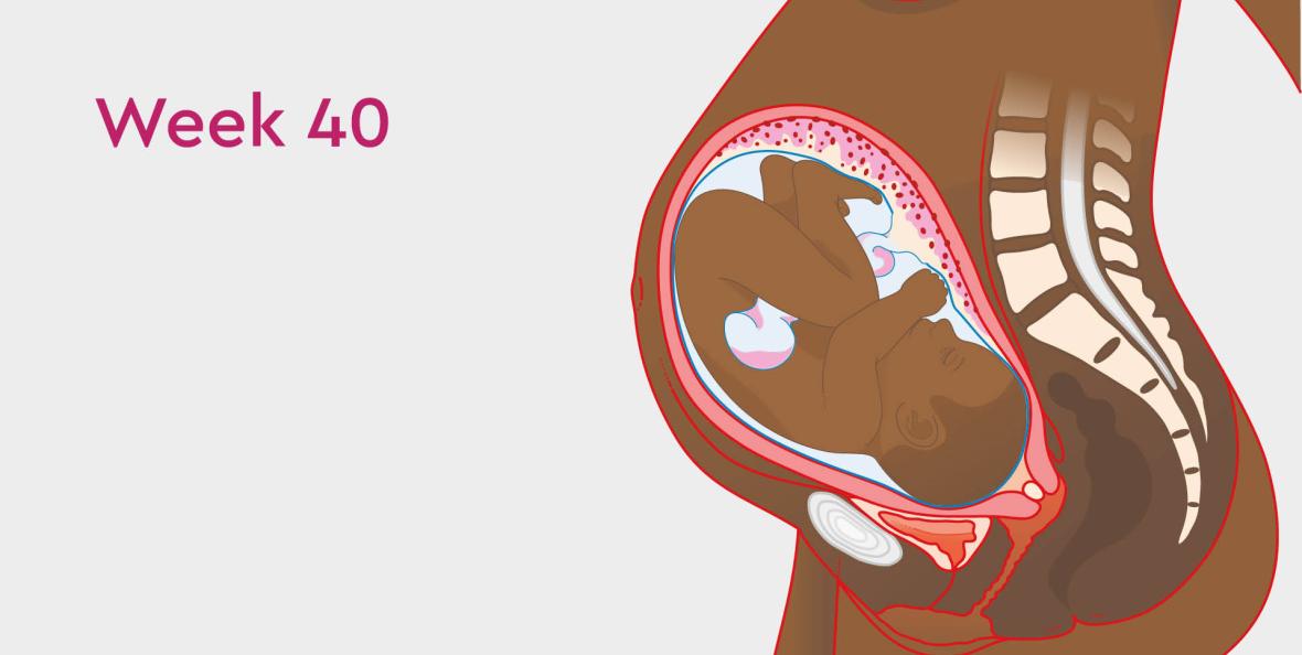 Everything you need to know about the third trimester (weeks 29 to 40)