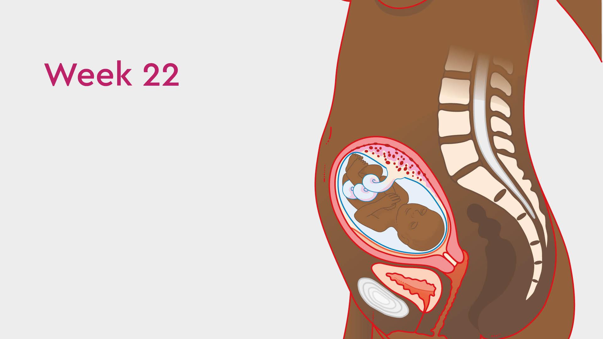 Everything you need to know about the second trimester: weeks 13 to 28 |  Tommy's