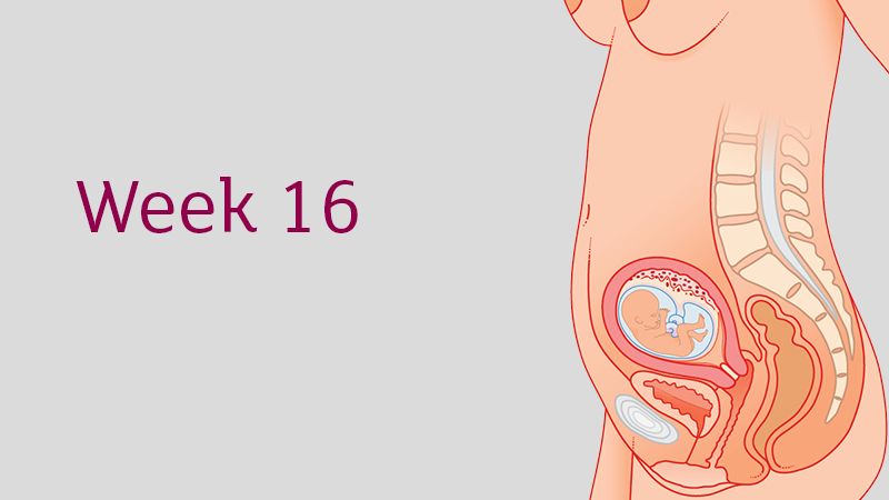 16 Weeks Pregnant All You Need To Know Tommy S