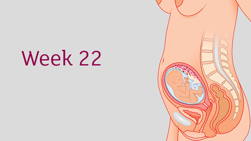 Everything You Need To Know About The Second Trimester Weeks 13 To 28 Tommy S