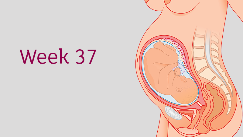 37 weeks pregnant - all you need to know | Tommy&#39;s