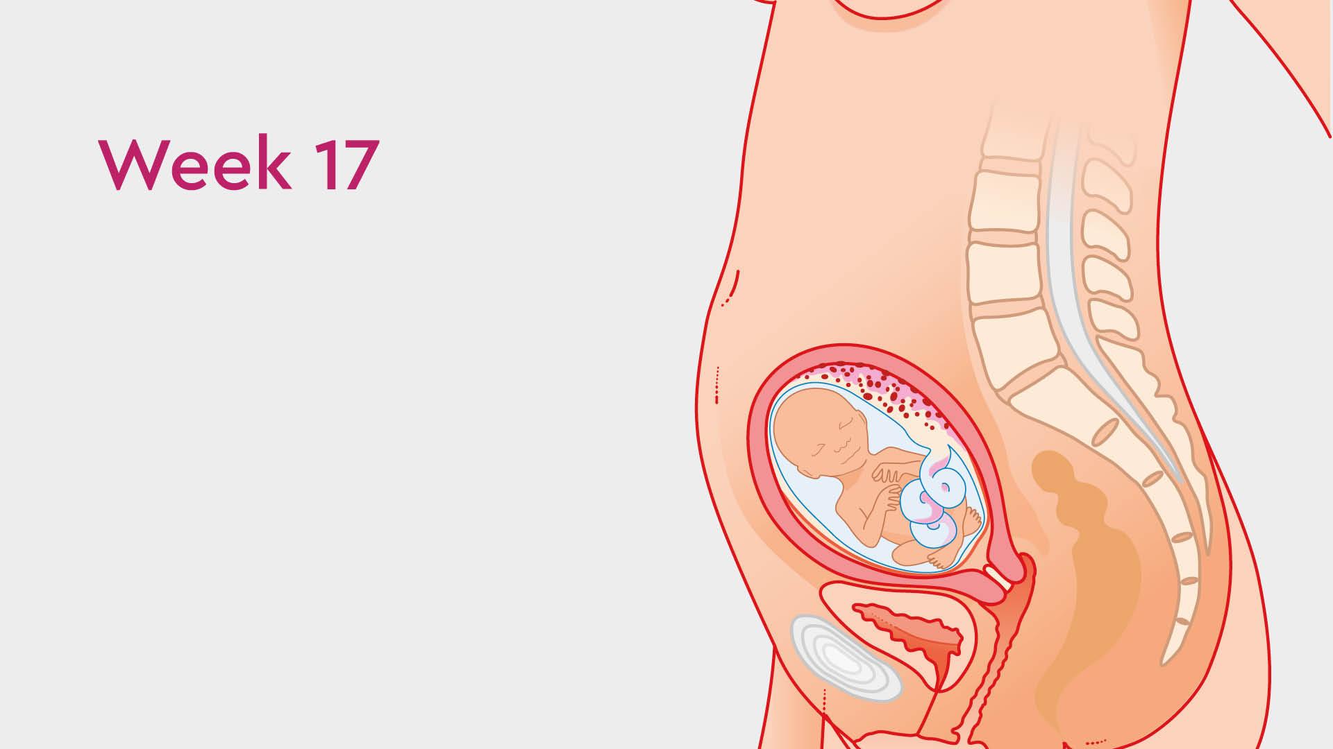 17 Weeks Pregnant: Your Bump & Pregnancy Symptoms