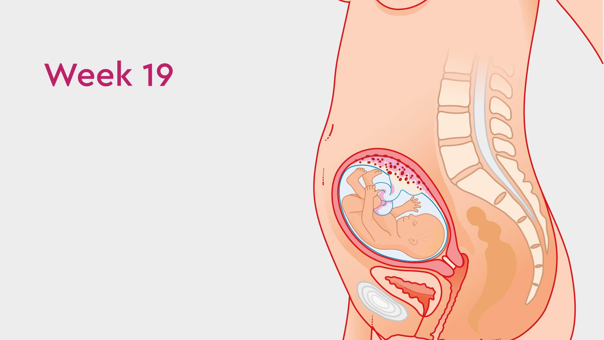 19 Weeks Pregnant: Pelvic Pain During Pregnancy & Other Symptoms