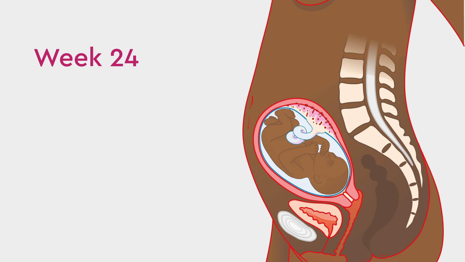 24 Weeks Pregnant: Your Bump, Symptoms & Babies Development