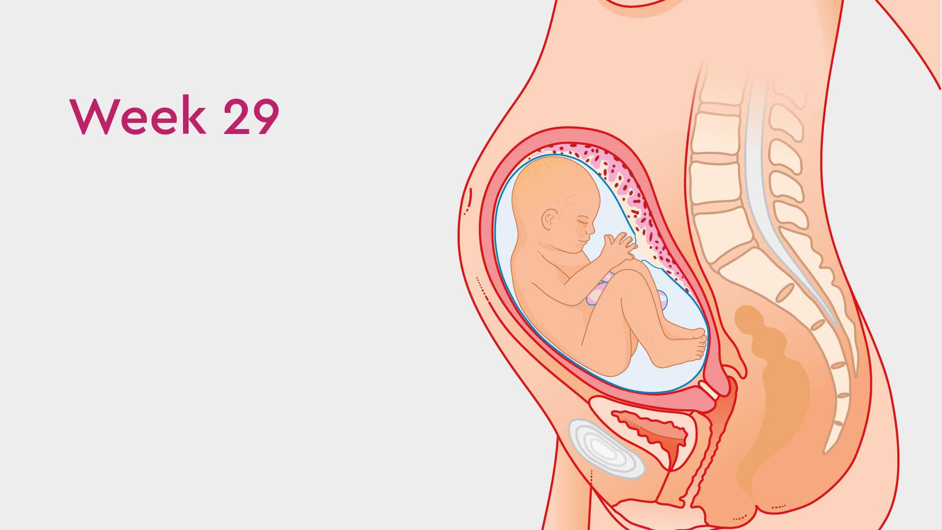 29 Weeks Pregnant: Heartburn, Varicose Veins & Other Symptoms