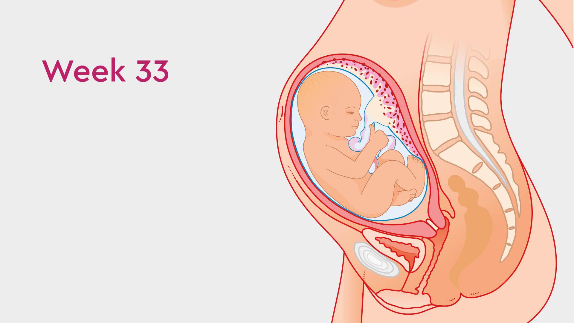 33 weeks pregnant: baby's development, tiredness signs of early labour | Tommy's