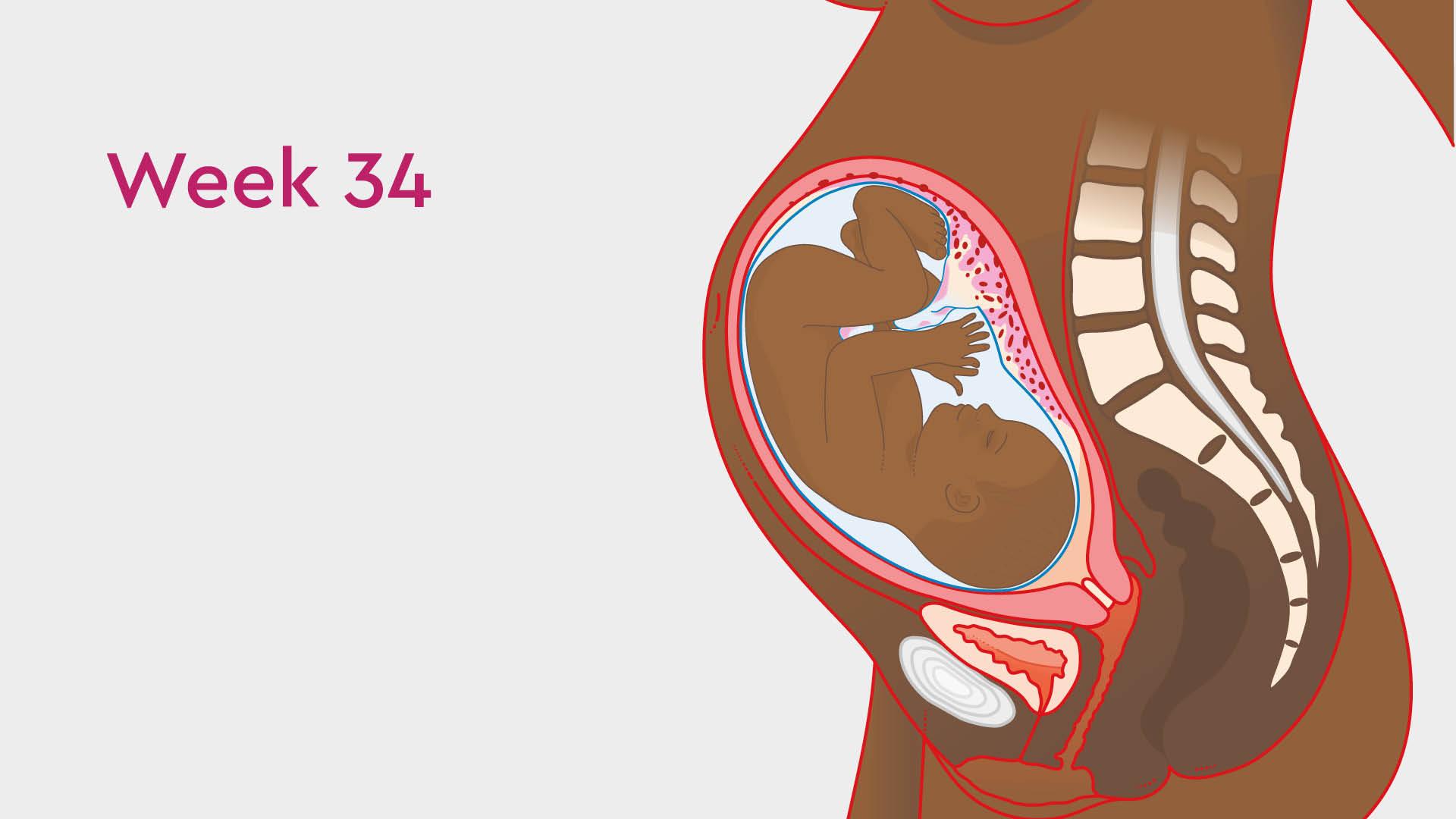 34 Weeks Pregnant: Nesting, Pelvic Pain & Other Symptoms