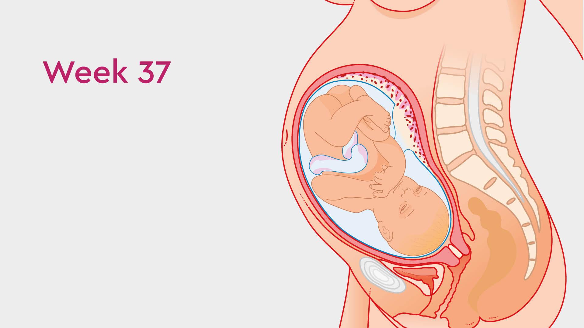 Матка на 33 неделе беременности