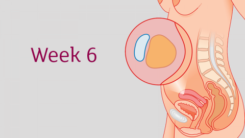 6 Weeks Pregnant All You Need To Know Tommy S
