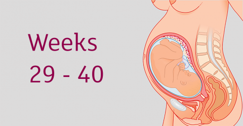 Everything you need to know about the third trimester (weeks 29 to ...